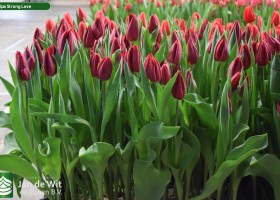 Tulipa Strong Love (2)