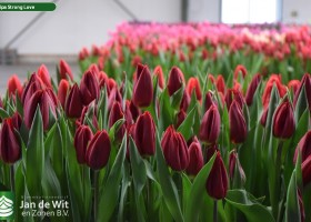 Tulipa Strong Love (3)