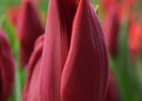 Tulipa Strong Love (4)