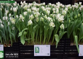 Tulipa Super Parrot (1)