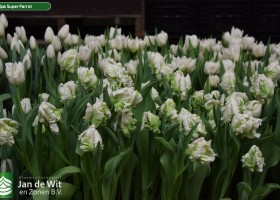 Tulipa Super Parrot (2)