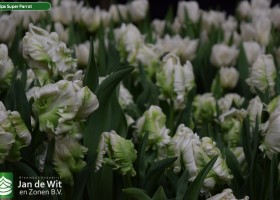 Tulipa Super Parrot (3)