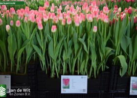 Tulipa Supermodel (1)