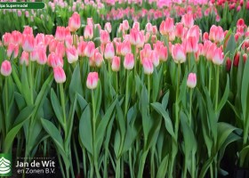 Tulipa Supermodel (2)