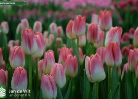 Tulipa Supermodel (3)