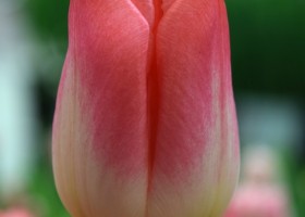 Tulipa Supermodel (4)