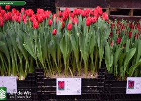 Tulipa Surrender (1)