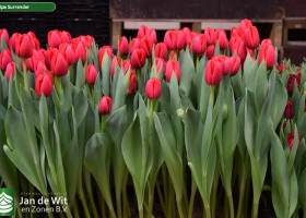 Tulipa Surrender (2)