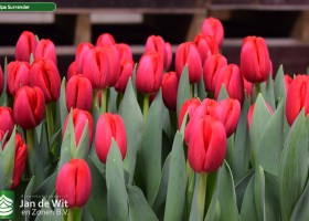 Tulipa Surrender (3)