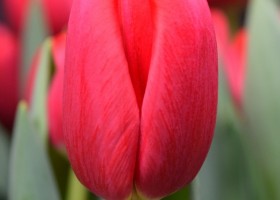 Tulipa Surrender (4)