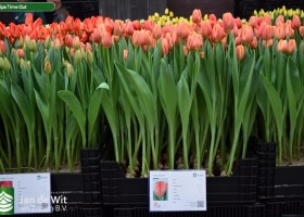 Tulipa Time Out (1)