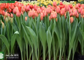 Tulipa Time Out (2)