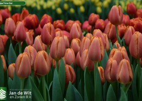 Tulipa Time Out (3)