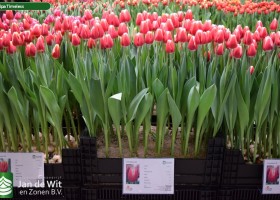 Tulipa Timeless (1)