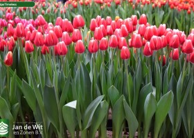 Tulipa Timeless (2)