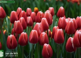Tulipa Timeless (3)