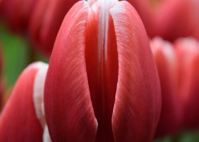 Tulipa Timeless (4)