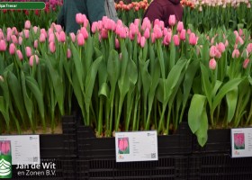 Tulipa Tresor (1)