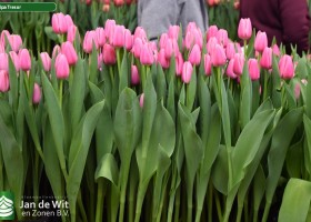 Tulipa Tresor (2)
