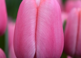 Tulipa Tresor (4)
