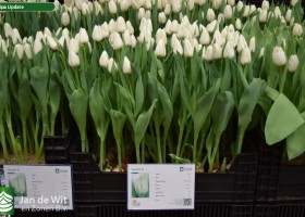 Tulipa Update (1)