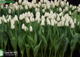 Tulipa Update (2)