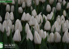 Tulipa Update (3)