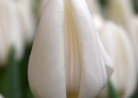 Tulipa Update (4)