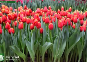 Tulipa Verandi (2)