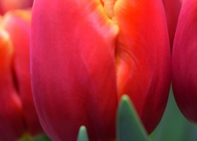 Tulipa Verandi (4)