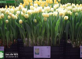 Tulipa Verona (1)