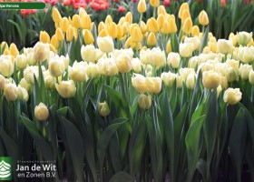 Tulipa Verona (2)