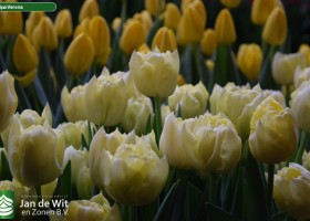 Tulipa Verona (3)