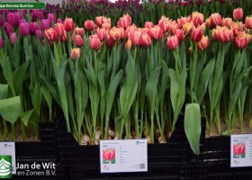 Tulipa Verona Sunrise (1)