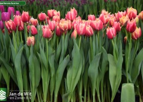 Tulipa Verona Sunrise (2)