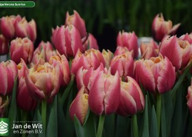 Tulipa Verona Sunrise (3)