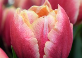 Tulipa Verona Sunrise (4)