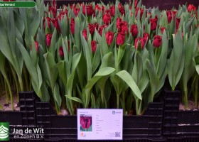 Tulipa Versaci (1)