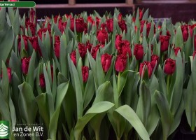 Tulipa Versaci (2)