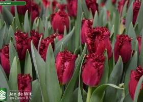 Tulipa Versaci (3)
