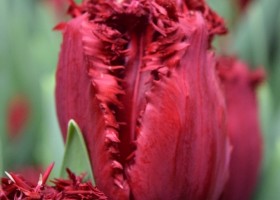 Tulipa Versaci (4)