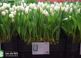 Tulipa White Flag (1)