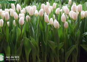 Tulipa White Flag (2)