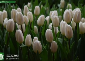 Tulipa White Flag (3)