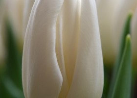 Tulipa White Flag (4)