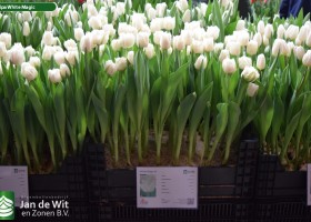 Tulipa White Magic (1)