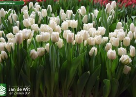 Tulipa White Magic (2)