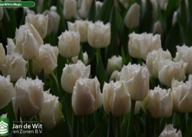 Tulipa White Magic (3)