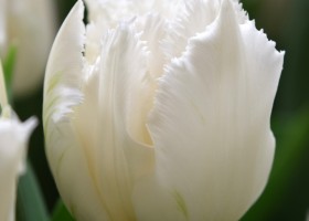 Tulipa White Magic (4)