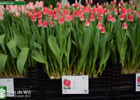 Tulipa With Love (1)
